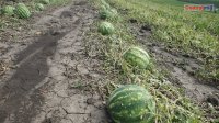 Специализированная комиссия исследовала ущерб сельхозугодиям от ливня с градом, прошедшего 22 июня 2018г в Комрате