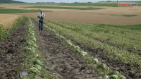 Специализированная комиссия исследовала ущерб сельхозугодиям от ливня с градом, прошедшего 22 июня 2018г в Комрате